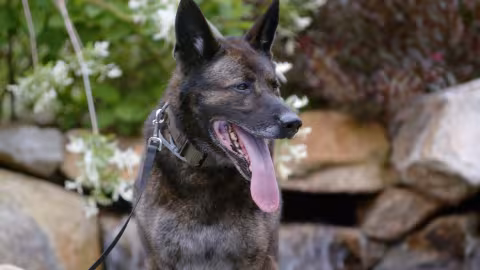 Healing Dakota Frame Grab